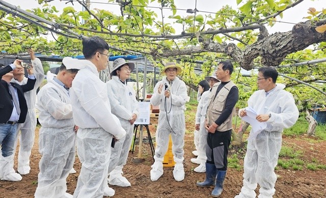 나주시는 지난해 4월 저온피해에 따른 꽃눈고사 농가를 방문하여 피해 상황을 파악하고 있다