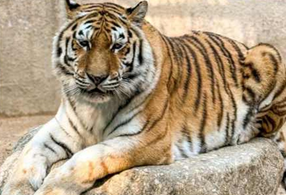 이하 미호. / 서울대공원