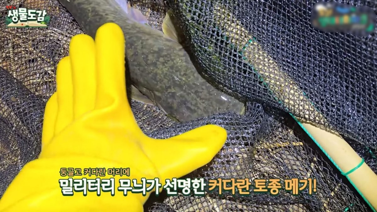 족대에 잡힌 커다란 토종 메기. / 유튜브 'TV생물도감'