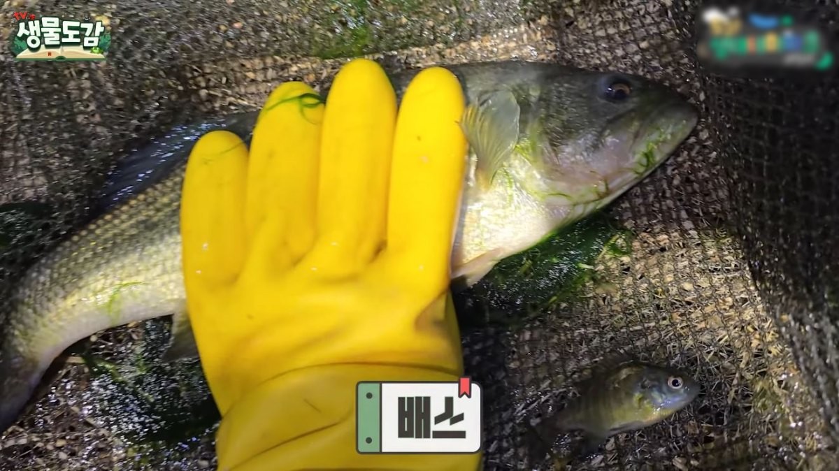 잡힌 배스와 블루길. / 유튜브 'TV생물도감'