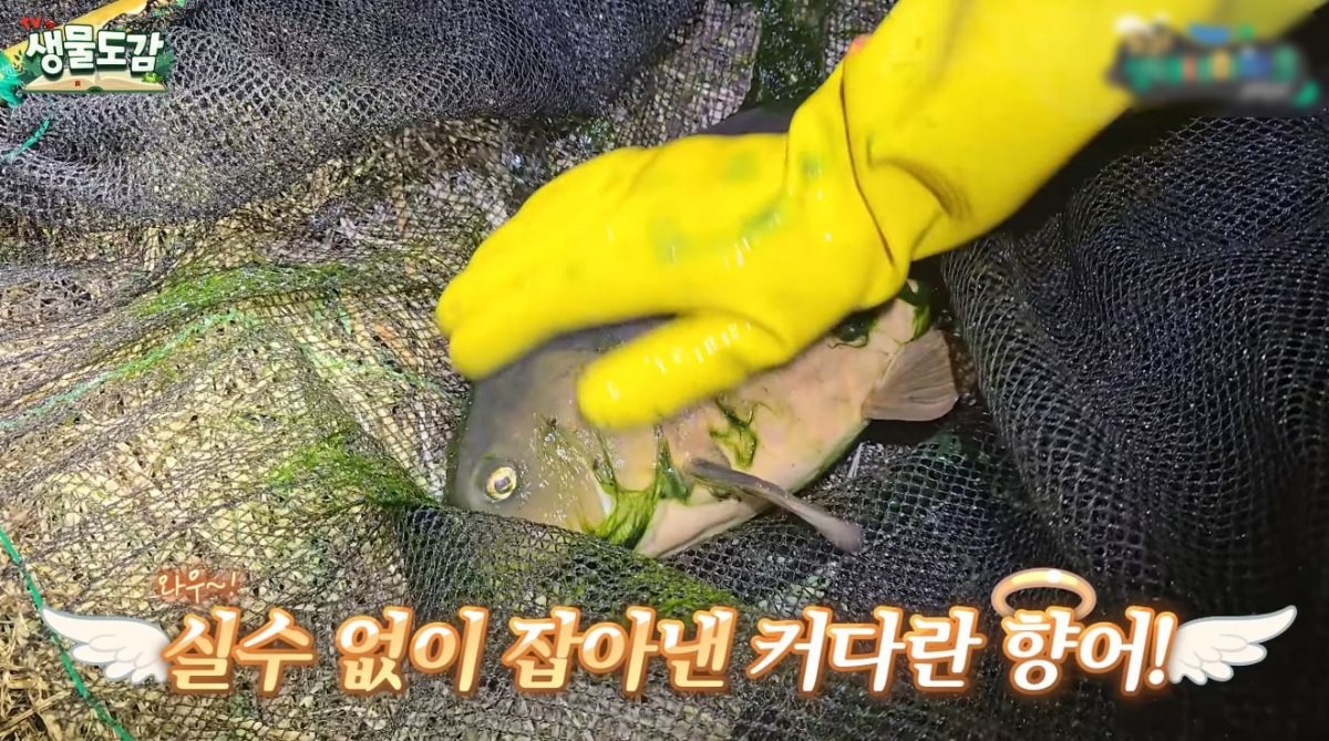 잡힌 커다란 향어. / 유튜브 'TV생물도감'