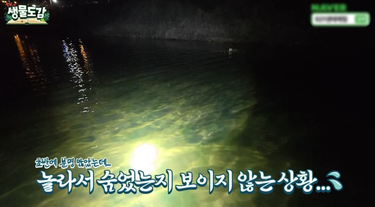 하천을 들여다 보는 모습. / 유튜브 'TV생물도감'