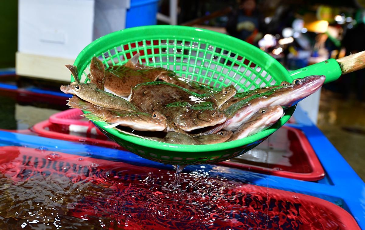 경북 포항 죽도어시장에서 상인이 도다리를 뜰채로 들어 올리고 있다. / 뉴스1
