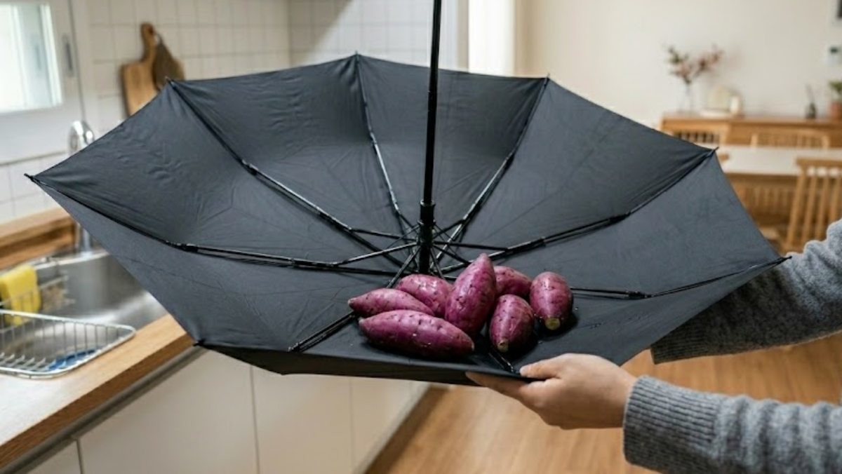 우산 위에 고구마를 올려놓은 모습의 자료사진. AI가 생성한 자료사진.
