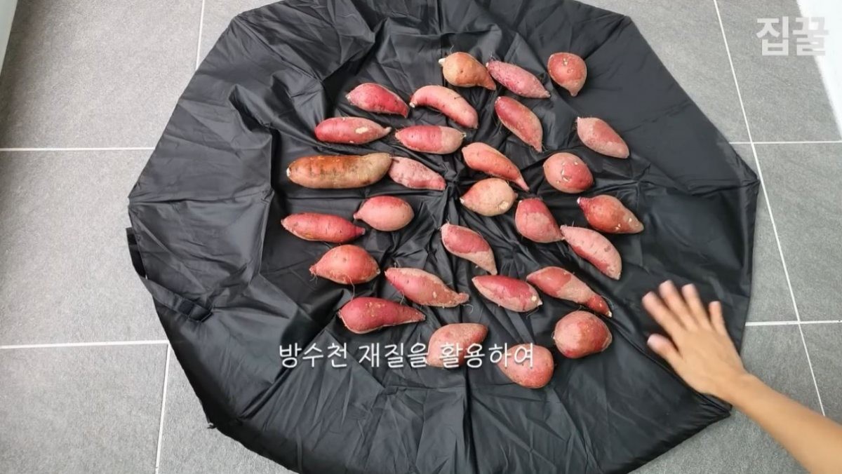 우산에 쓰인 방수천 위에 고구마들을 올려놓은 모습. / 유튜브 '집구석구석꿀팁, 집꿀'