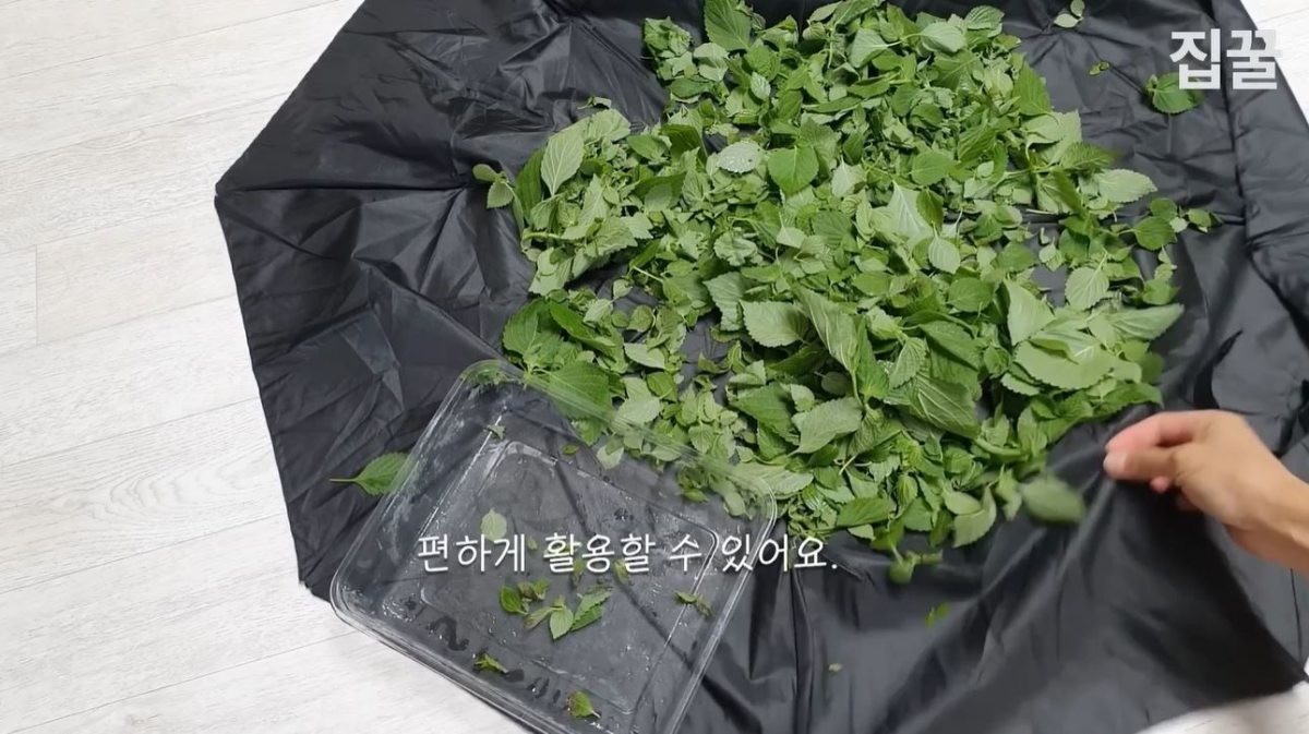 우산에 쓰인 방수천 위에 나물들을 올려놓은 모습. / 유튜브 '집구석구석꿀팁, 집꿀'