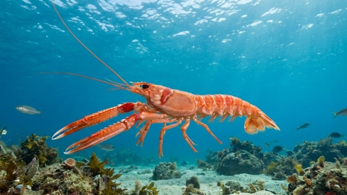 딱새우 자료사진. (실제와 차이가 있을 수 있음을 알립니다.) AI가 생성한 자료사진.