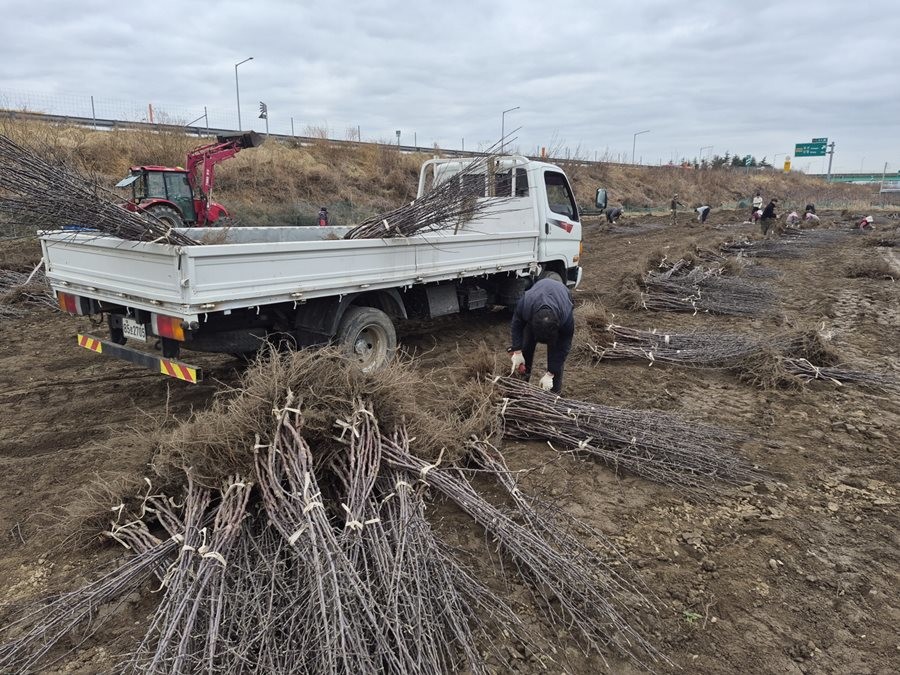 전국 최대 묘목 생산 특화단지로 알려진 경산 묘목단지가 봄철 식재 시기를 앞두고 본격 출하에 돌입했다. 사진은 경산 묘목단지 내 출하 작업 모습    / 경산시 제공
