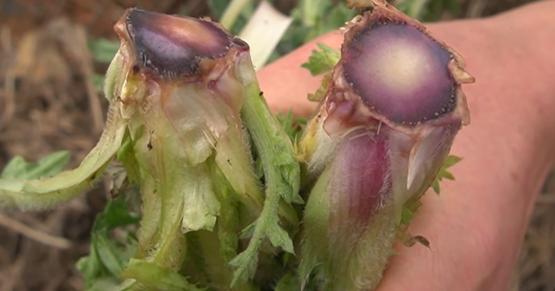 유튜브 'EBSDocumentary (EBS 다큐)'