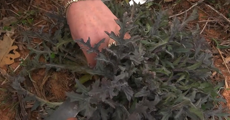 유튜브 'EBSDocumentary (EBS 다큐)'