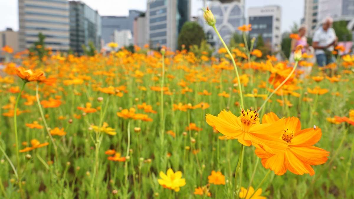 서울 종로구 열린송현녹지광장을 찾은 시민들이 코스모스 꽃밭에서 가을 분위기를 만끽하고 있다.  / 뉴스1