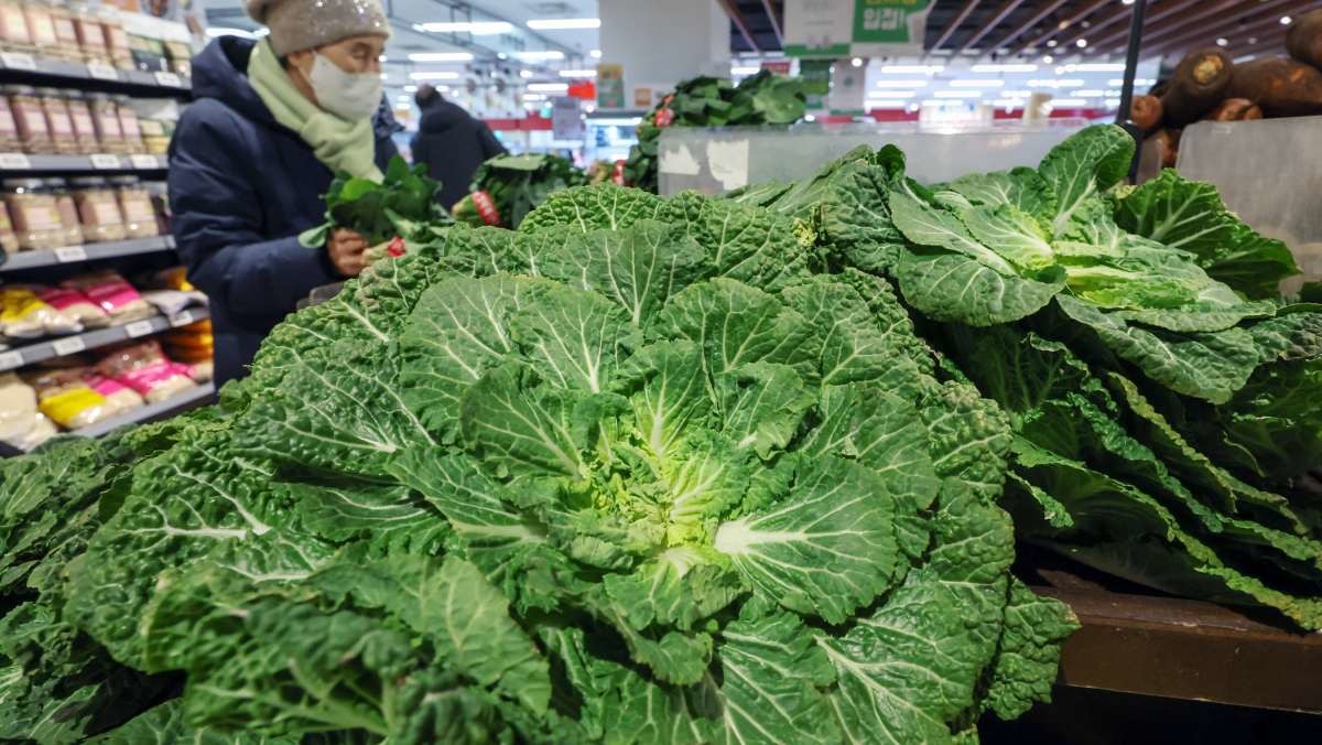 서울의 한 대형마트에서 봄동이 판매되고 있다. / 뉴스1