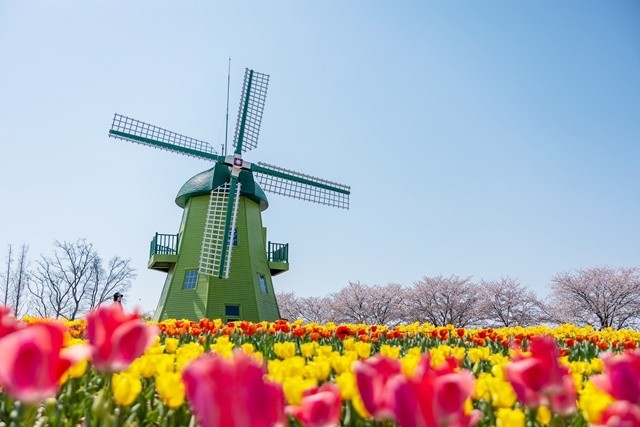 튤립이 만개한 네덜란드 정원