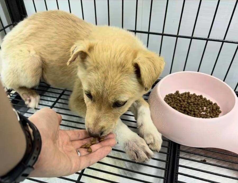 경주동물사랑보호센터 입소 초기 ‘천북이’가 직원의 손에서 사료를 받아먹으며 점차 사람에게 마음을 여는 모습./이하 경주시