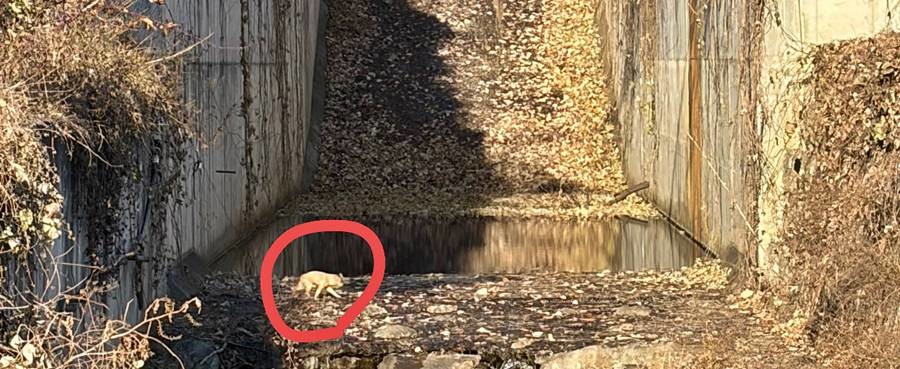 지난해 10월 경주시 천북면 한 저수지 아래 낭떠러지에서 발견된 유기견 모습. 접근이 어려운 위험 지형으로 구조에 상당한 어려움이 따랐다.