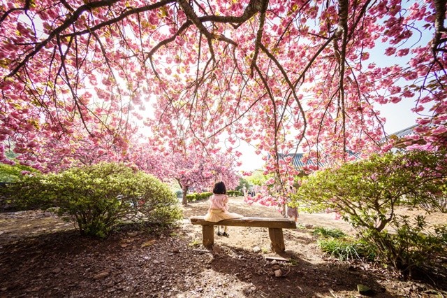 남도한바퀴－순천 선암사 홍매화