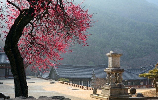 남도한바퀴－구례 화엄사 홍매화