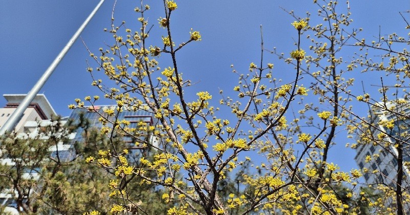3일 충남 일부 지역에 순간풍속 55km/h 이상 강풍이 예보됐다. 기온은 오르지만 바람은 강하게 불 전망이다.