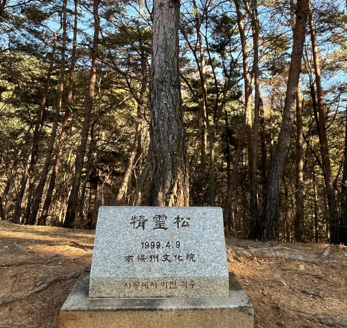 영월 장릉 정령송 / 위키트리 정혁진 기자