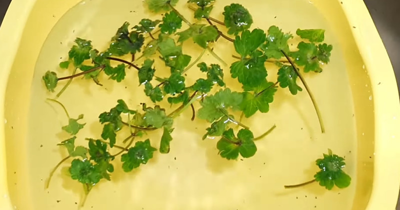 유튜브 '현주는 뭐하지?'