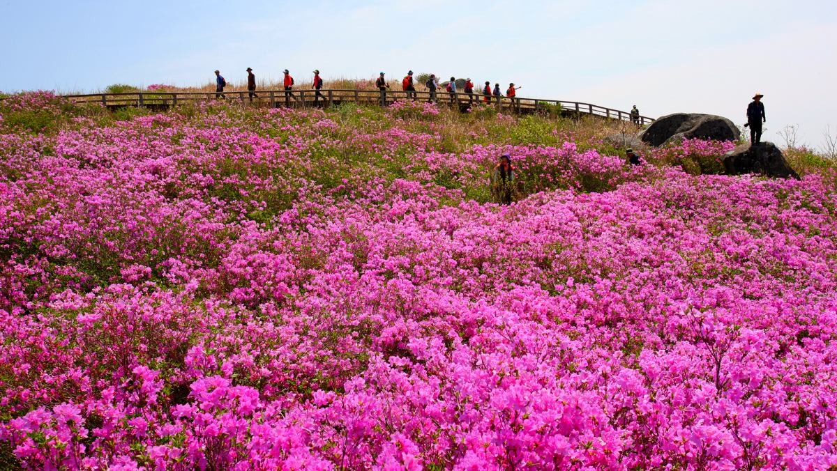 경남 산청군 차황면 황매산 정상 부근 고원에 선홍빛 철쭉이 만발한 모습. / 연합뉴스