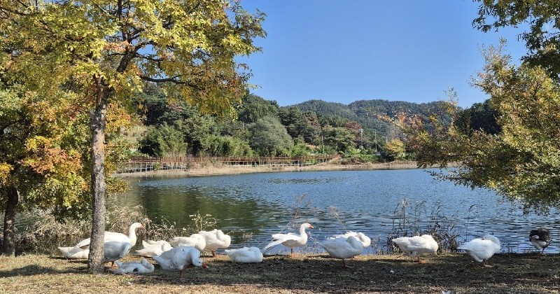 대청호 오백리길 4구간 호반낭만길 /사진=김지연 기자