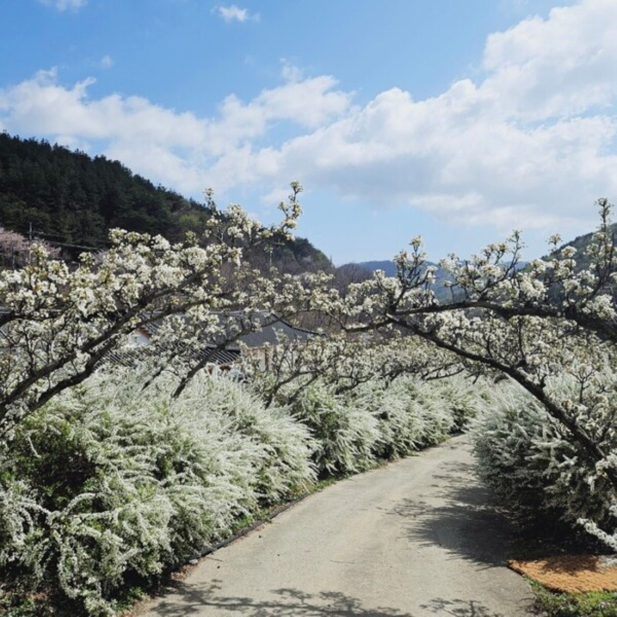 보령 무궁화수목원의 봄꽃 / 보령시
