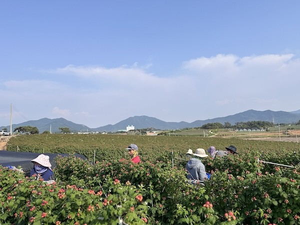 고창 복분자 재배 / 고창군
