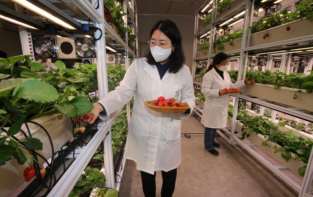대전 중구 대흥동에 위치한 도시형 스마트팜인 '대전팜'에서 관계자들이 딸기를 관찰하고 있다. / 뉴스1