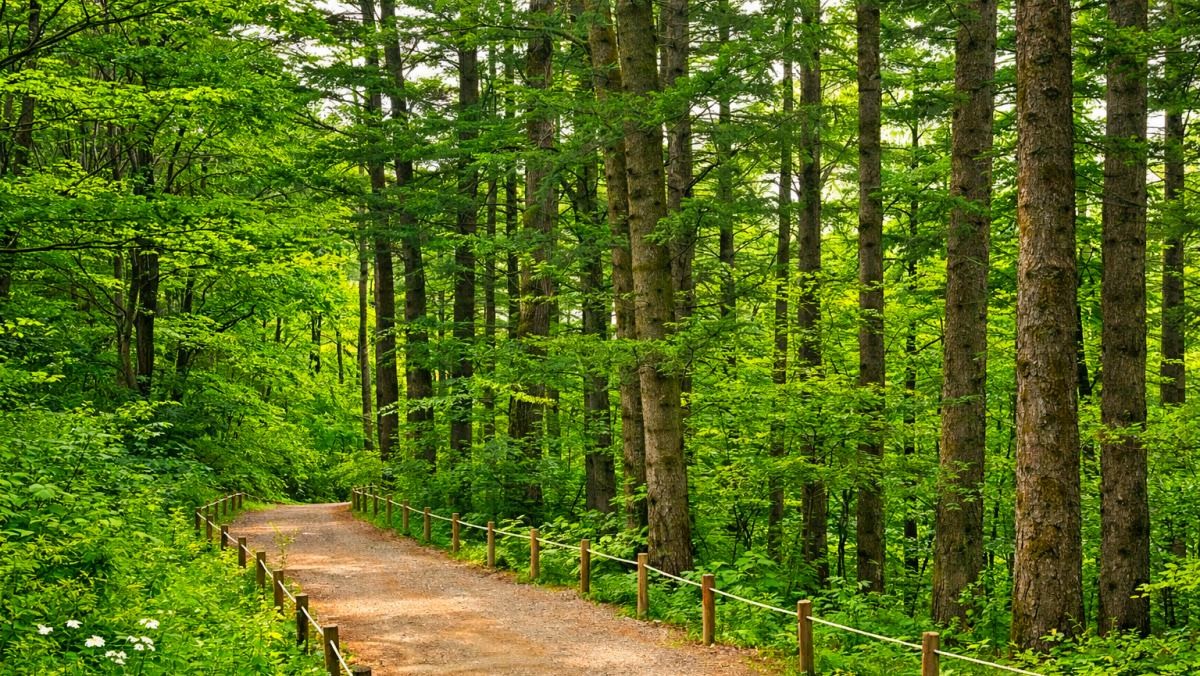 전나무 숲길. 기사 내용 토대로 AI툴 활용해 제작한 자료사진.