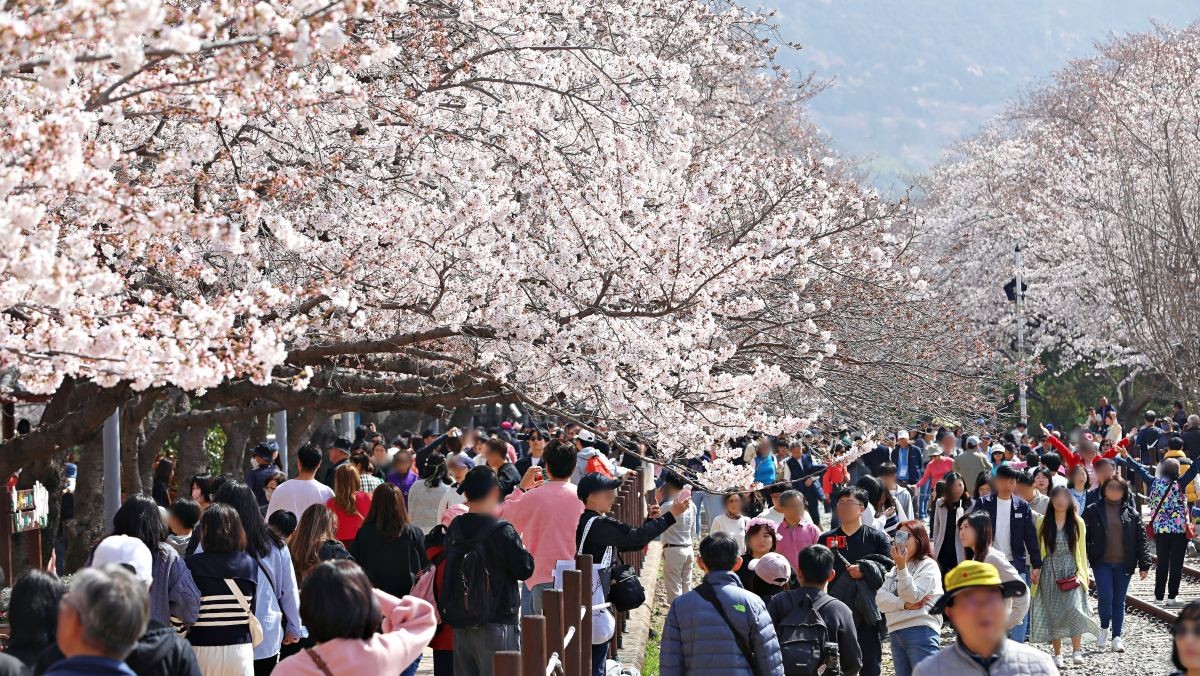 국내 최대 벚꽃 명소 중 하나인 진해군항제. 자료사진. / 뉴스1