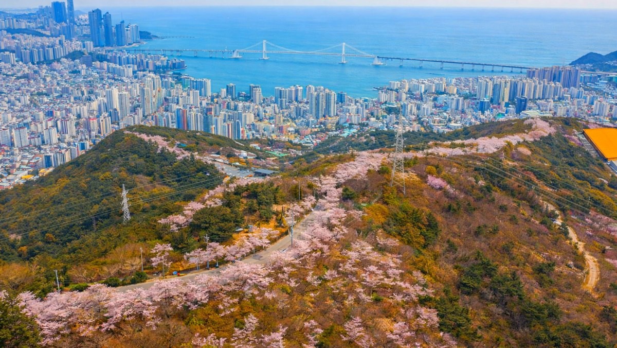 부산 황령산 벚꽃길. 기사 내용 토대로 AI툴 활용해 제작한 자료사진.
