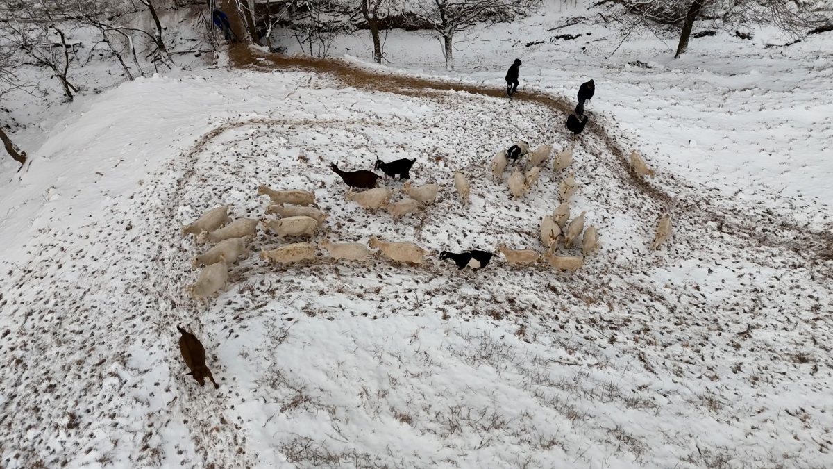 EBS1 '한국기행' 미리보기 페이지에서 제공하는 '산양 아빠와 돌 셰프' 편 자료 사진. / EBS1 제공
