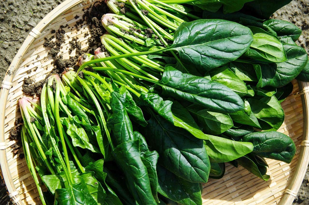 시금치 / 픽사베이