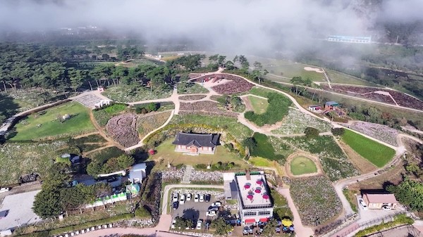 정읍시 구절초 꽃축제 준비 / 정읍시
