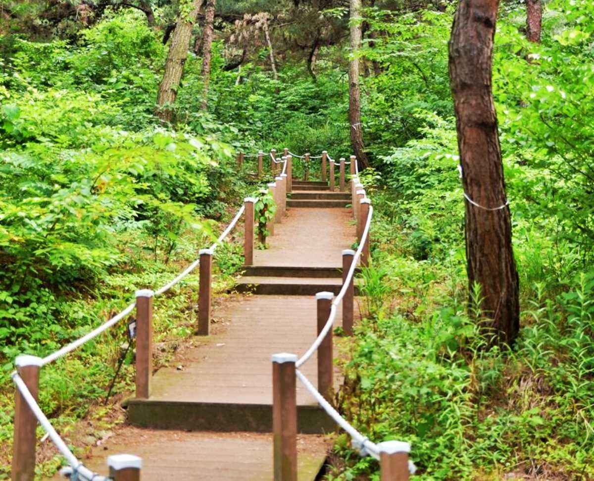 산책로 / 숲나들e-태학산 자연휴양림
