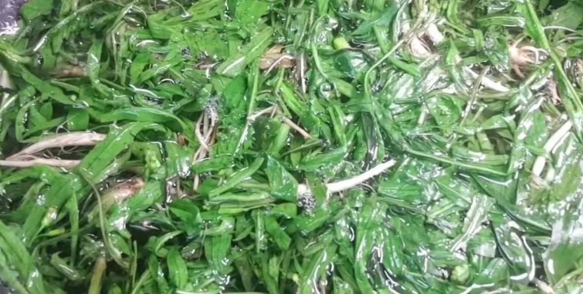 물에 빠진 씀바귀.  / 유튜브 '임억척이여사 (억척 임여사)'