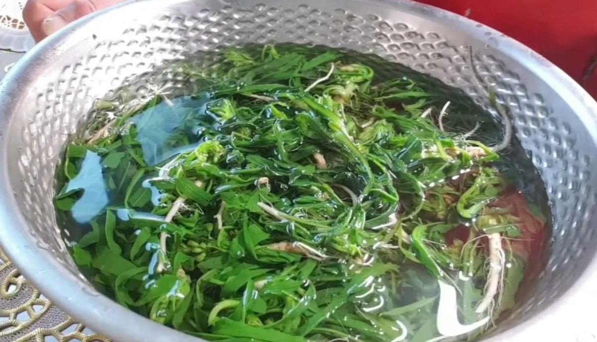 씀바귀는 강한 쓴맛이 특징이지만 조리 과정에서 어느 정도 조절할 수 있다. 데친 뒤 찬물에 조금 더 오래 담가 두면 쓴맛이 줄어든다. 매실청이나 식초를 소량 추가하는 방법도 활용된다.   / 유튜브 '임억척이여사 (억척 임여사)'