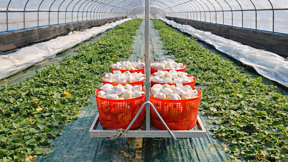 '이제 봄 과일이라고?' 기사 내용 토대로 AI툴 활용해 제작한 자료사진.