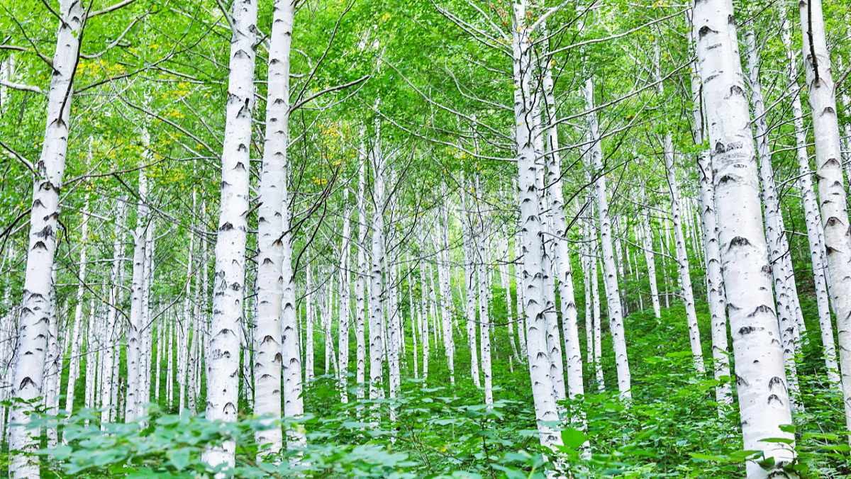 영양 죽파리 자작나무숲 / 산림청 홈페이지