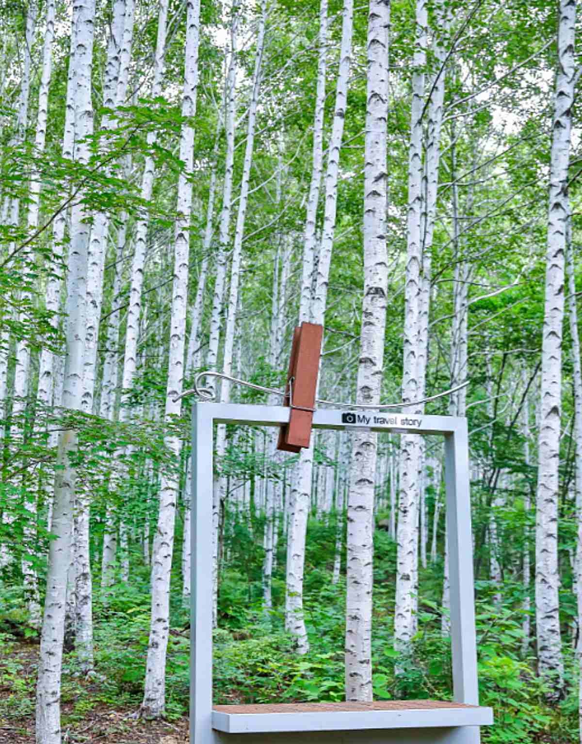 영양 죽파리 자작나무숲 / 산림청 홈페이지