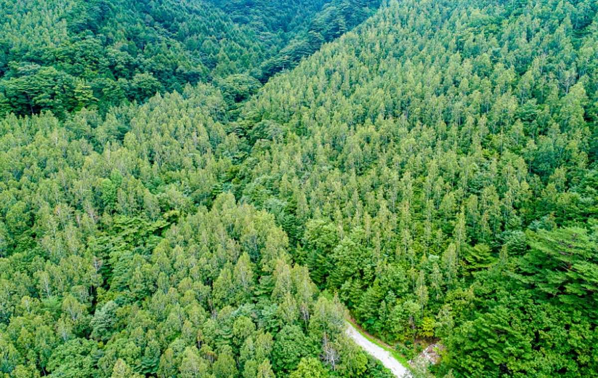 영양 죽파리 자작나무숲 / 산림청 홈페이지