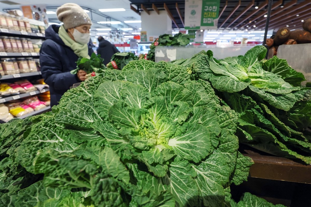 제철 맞아 마트에 진열된 봄동 / 뉴스1