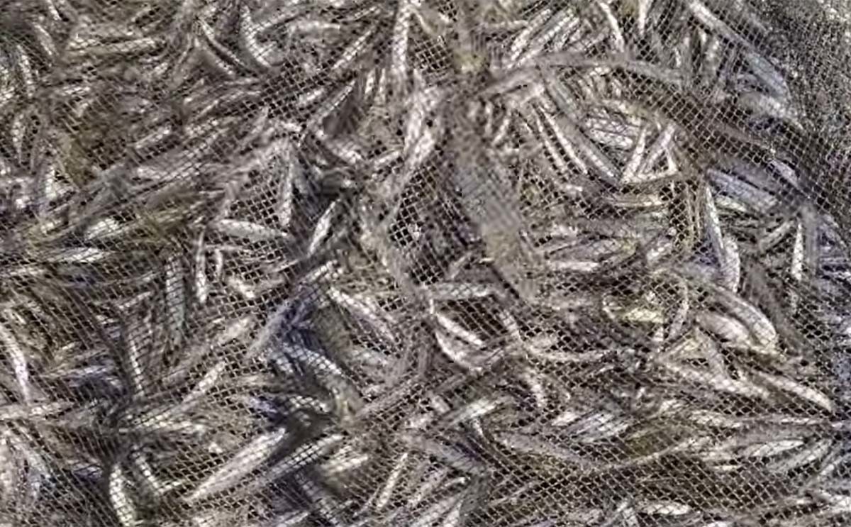 소양호에서 잡은 빙어. / 'TV'생물도감' 유튜브 채널