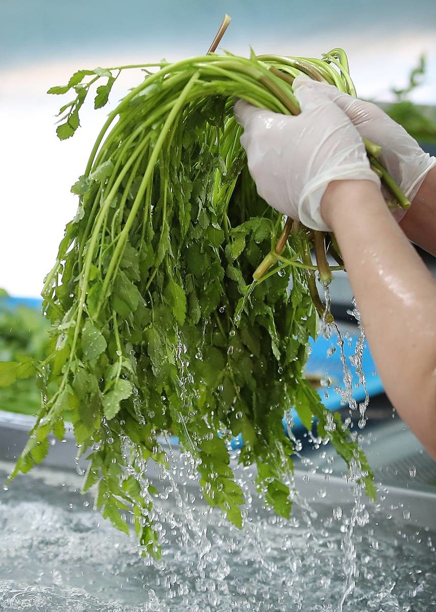 3월 제철 식재료 '미나리' / 뉴스1