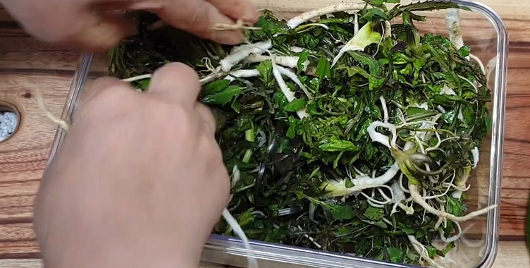 유튜브 '고향누나 자연식단'