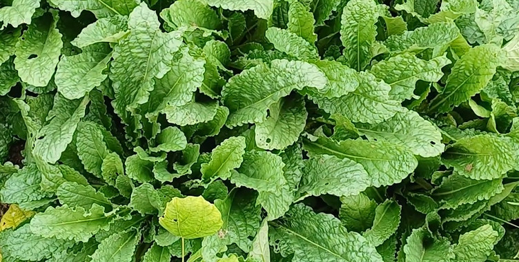 유튜브 '장모님 집밥'