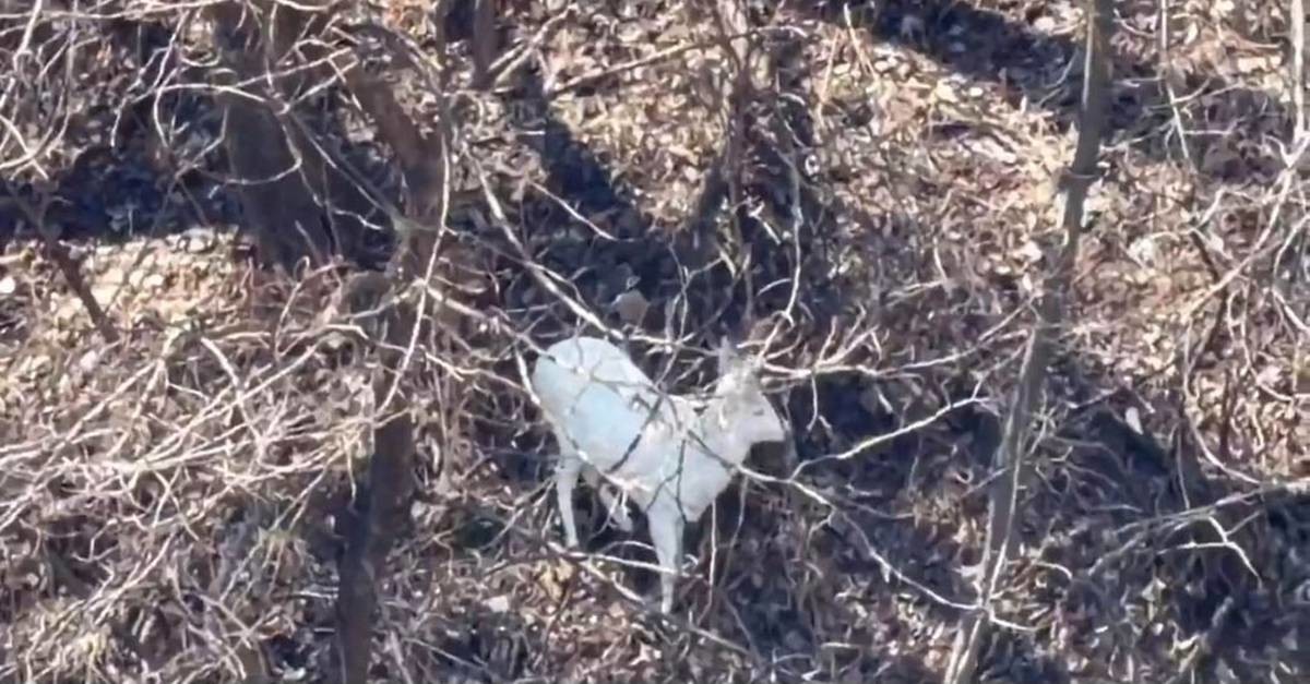 '전설 속 영물인가?' / 연합뉴스