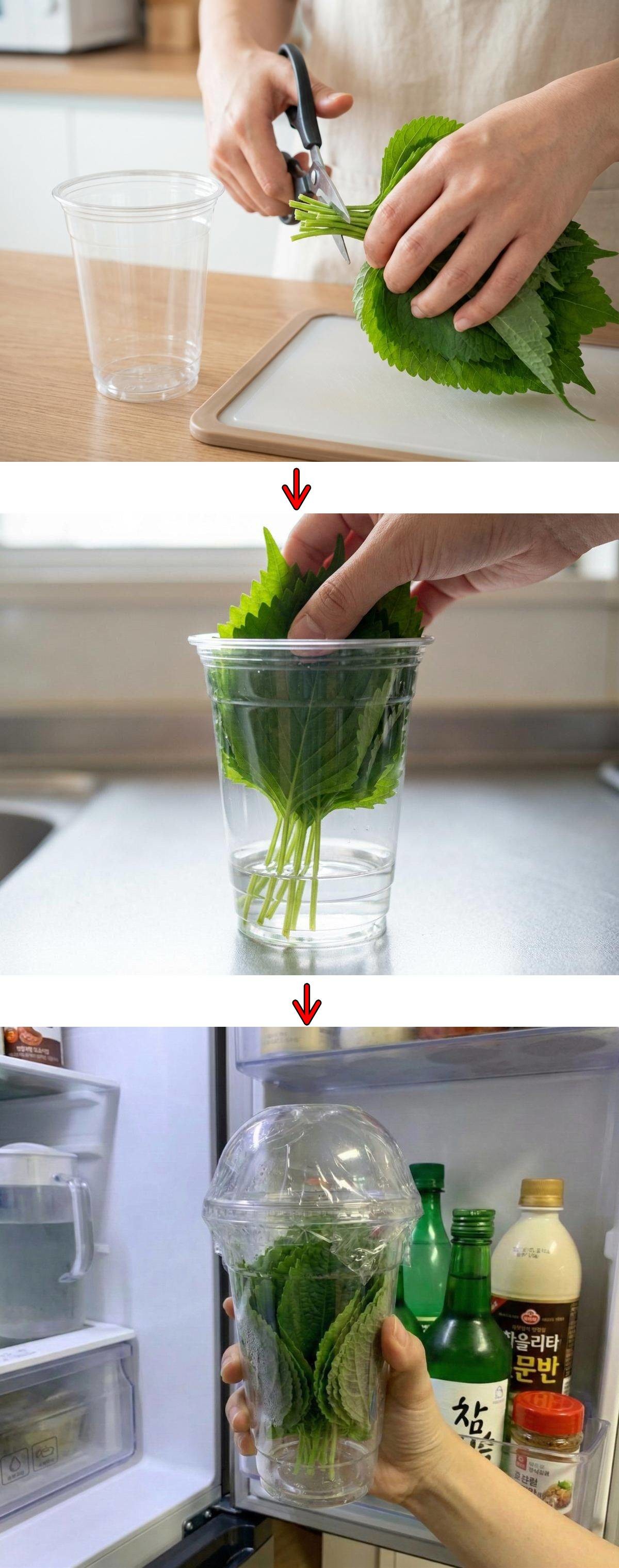 커피컵 깻잎 보관 꿀팁. 기사 내용 토대로 AI툴 활용해 제작한 자료사진.