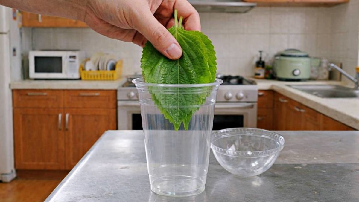 '깻잎을 커피컵에...?!' 기사 내용 토대로 AI툴 활용해 제작한 자료사진.